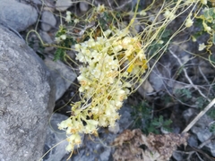 Cuscuta mitriformis