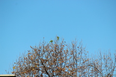 Amazona viridigenalis