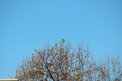 Amazona viridigenalis