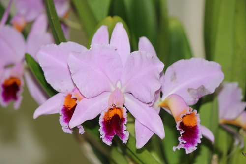 Christmas Orchid (Venezuela)