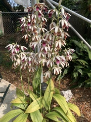 Phaius