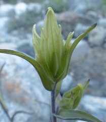 Castilleja pallida yukonis