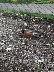 Turdus migratorius