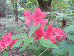Rhododendron kaempferi