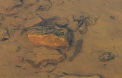 Cichla kelberi