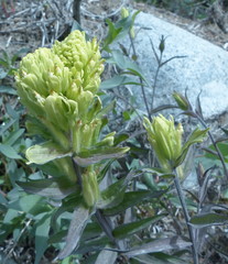 Castilleja pallida caudata