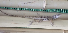 Anolis bonairensis