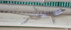Anolis bonairensis