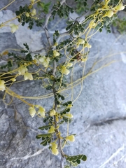 Cuscuta mitriformis