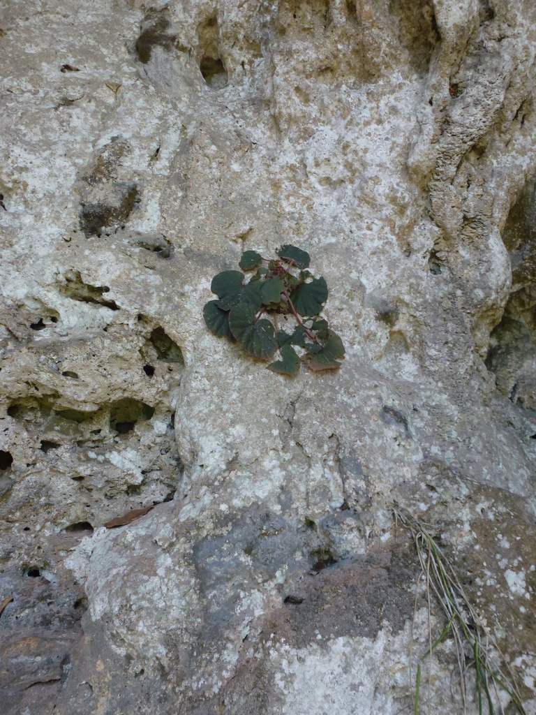 Begonia matarombeoensis (Begonia matarombeoensis)