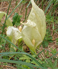 Arum italicum