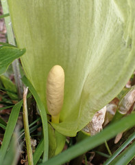 Arum italicum