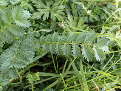 Sanguisorba minor
