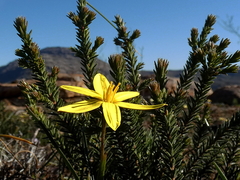 Pauridia serrata serrata