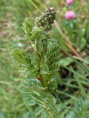 Sanguisorba minor
