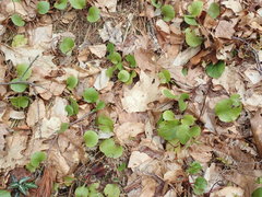 Pyrola elliptica