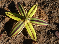 Pauridia serrata serrata