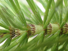 Equisetum telmateia