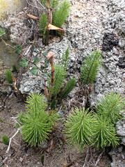 Equisetum telmateia