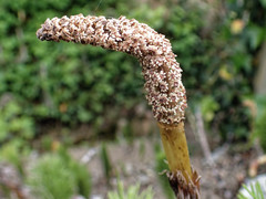 Equisetum telmateia