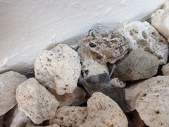 Pleurodema brachyops