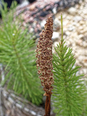 Equisetum telmateia