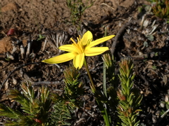 Pauridia serrata serrata