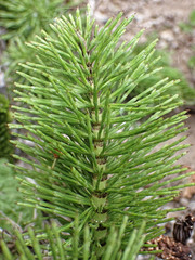 Equisetum telmateia