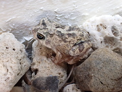 Pleurodema brachyops