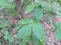 Rhododendron kaempferi