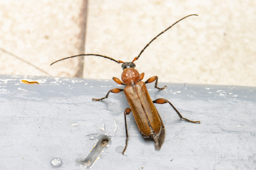 Phymatode variable