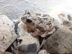 Pleurodema brachyops