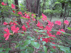 Rhododendron kaempferi