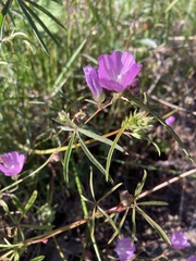 Sidalcea calycosa