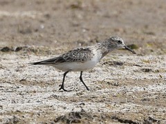 Calidris bairdii