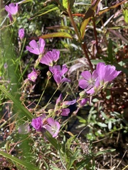 Sidalcea calycosa