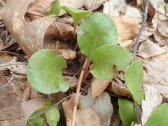 Pyrola elliptica