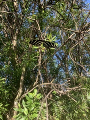 Heliconius charithonia