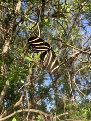 Heliconius charithonia