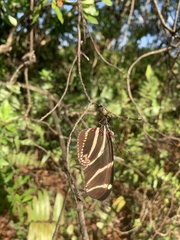 Heliconius charithonia