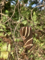 Heliconius charithonia