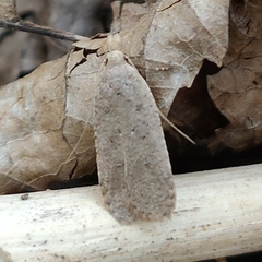 Dichomeris ventrellus