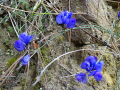 Polygala microphylla
