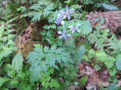Delphinium anthriscifolium