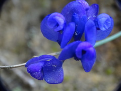 Polygala microphylla