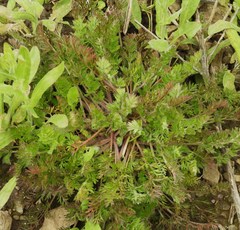 Matricaria discoidea