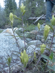 Castilleja pallida yukonis