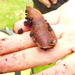 Snares Island Terrestrial Leech - Photo (c) janet-nz, some rights reserved (CC BY-NC), uploaded by janet-nz