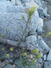 Castilleja pallida yukonis