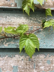 Parthenocissus tricuspidata